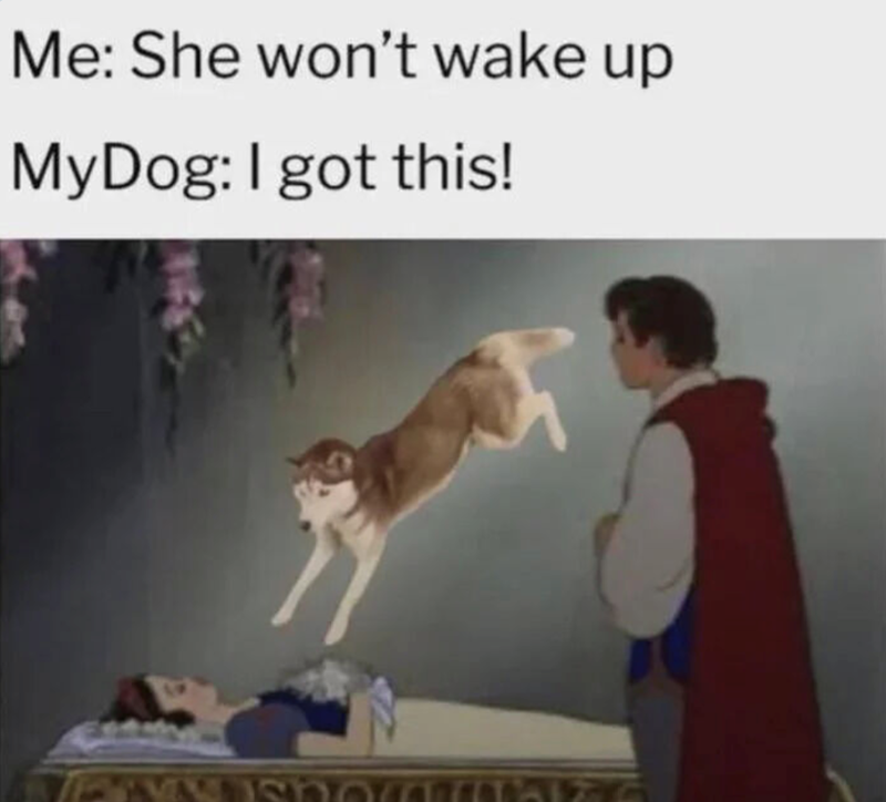 Me: She won't wake up MyDog: I got this! 1206