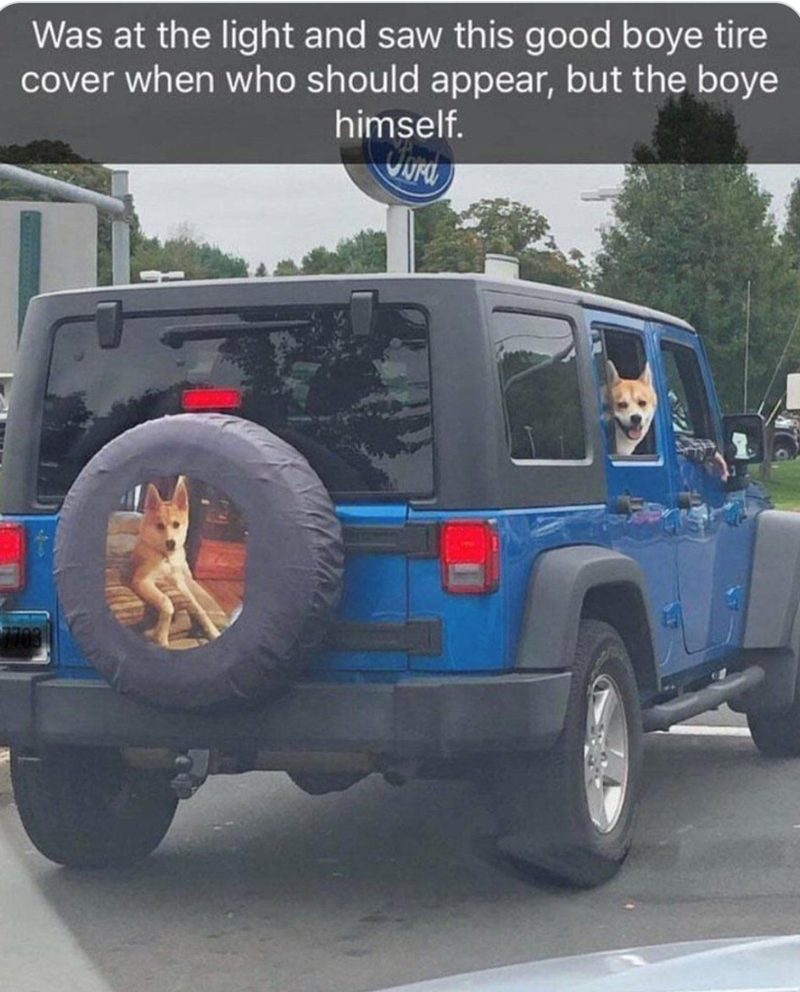 Was at the light and saw this good boye tire cover when who should appear, but the boye himself.