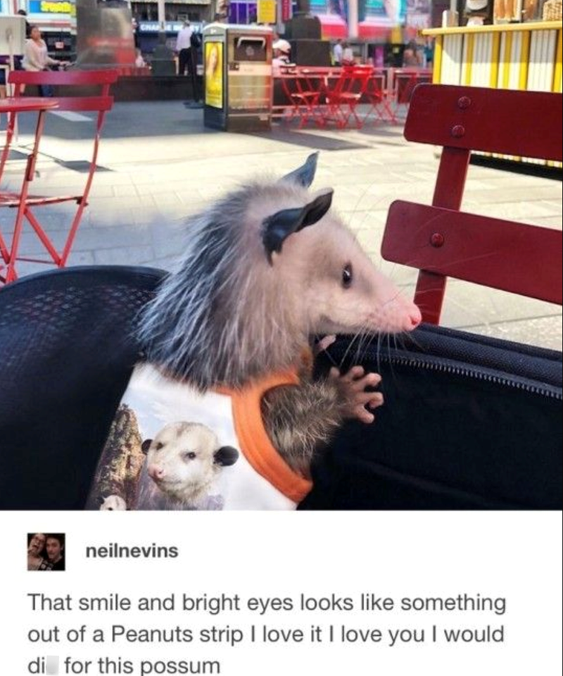 neilnevins That smile and bright eyes looks like something out of a Peanuts strip I love it I love you I would di for this possum