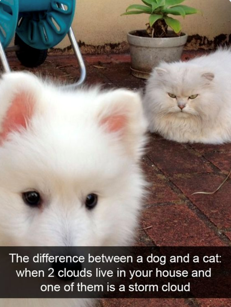 The difference between a dog and a cat: when 2 clouds live in your house and one of them is a storm cloud