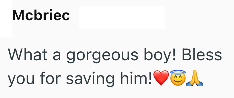 Mcbriec What a gorgeous boy! Bless you for saving him! ♥A