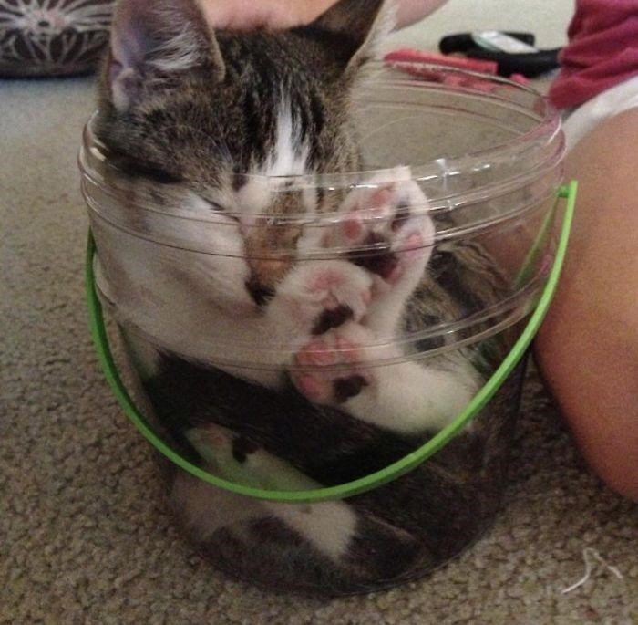 Cheezburger Image 10611871232