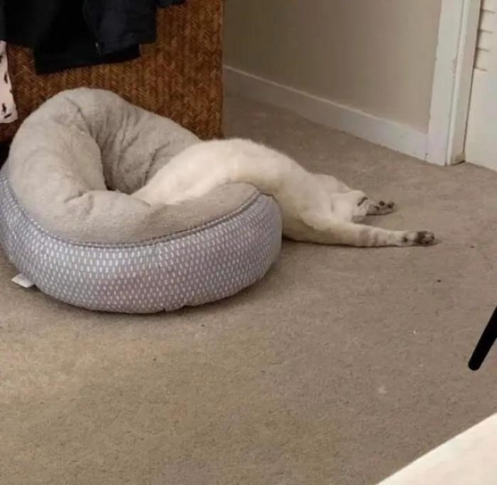 Cheezburger Image 10611876608