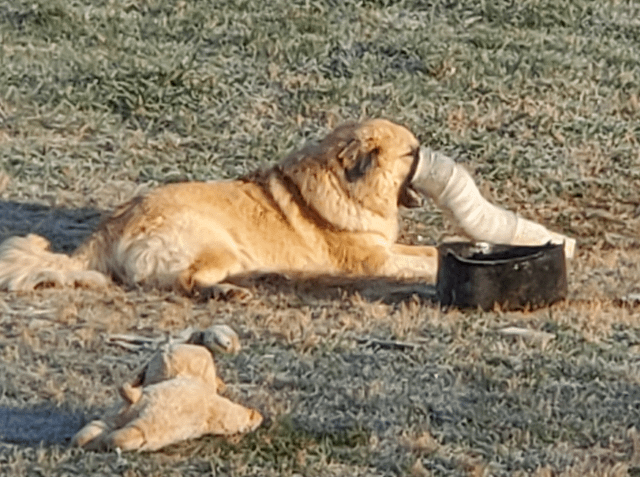 Cheezburger Image 10611878912