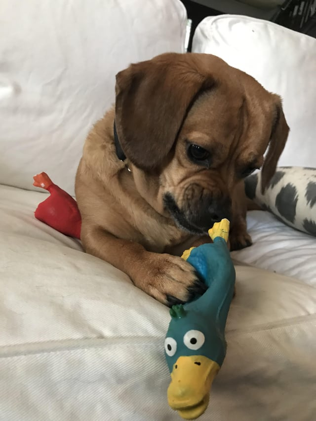 Cheezburger Image 10611879424