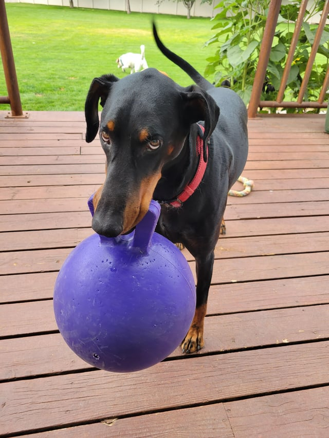 Cheezburger Image 10611880192