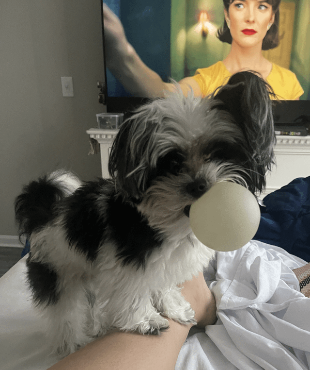 Cheezburger Image 10611881216