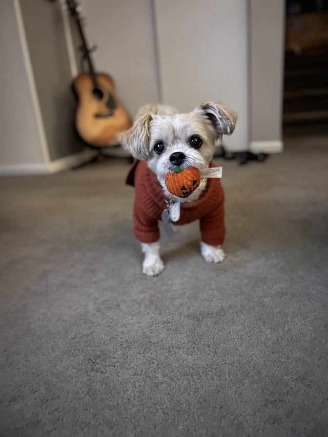 Cheezburger Image 10611883008