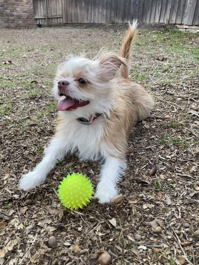 Cheezburger Image 10611883264