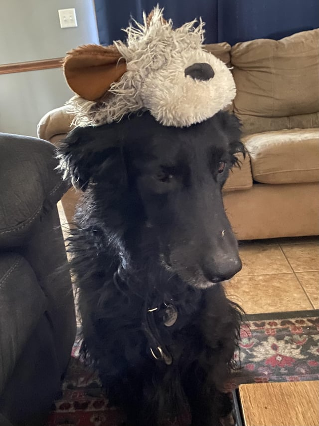 Cheezburger Image 10611883520