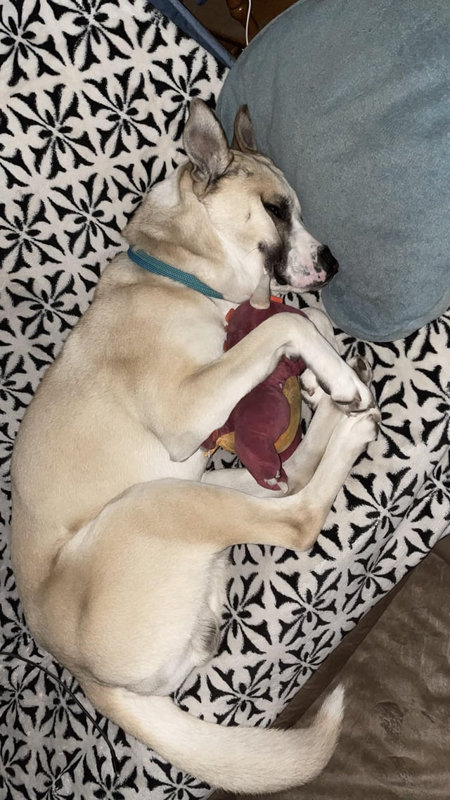 Cheezburger Image 10611885056