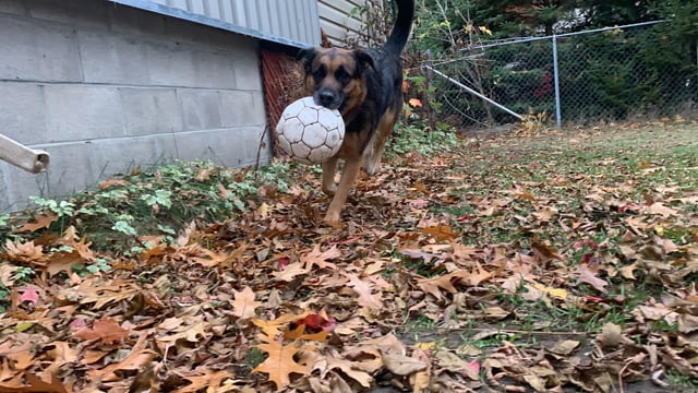 Cheezburger Image 10611885824