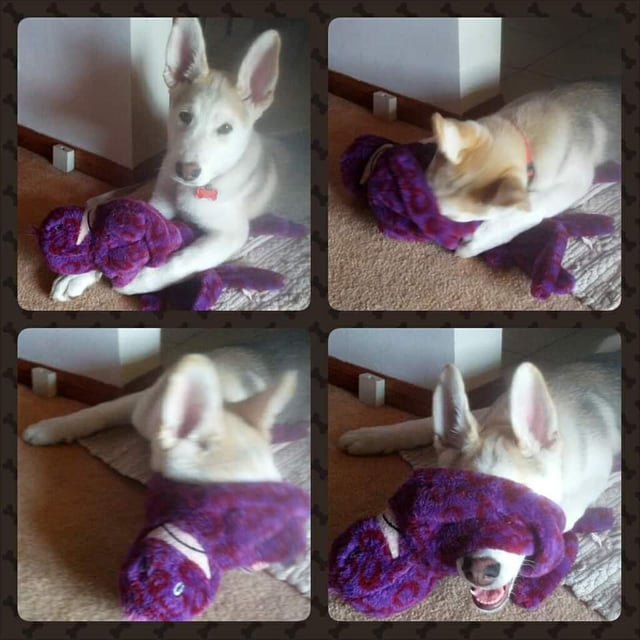 Cheezburger Image 10611886592