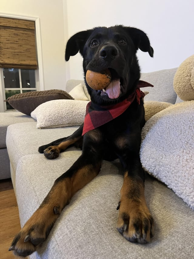 Cheezburger Image 10611886848