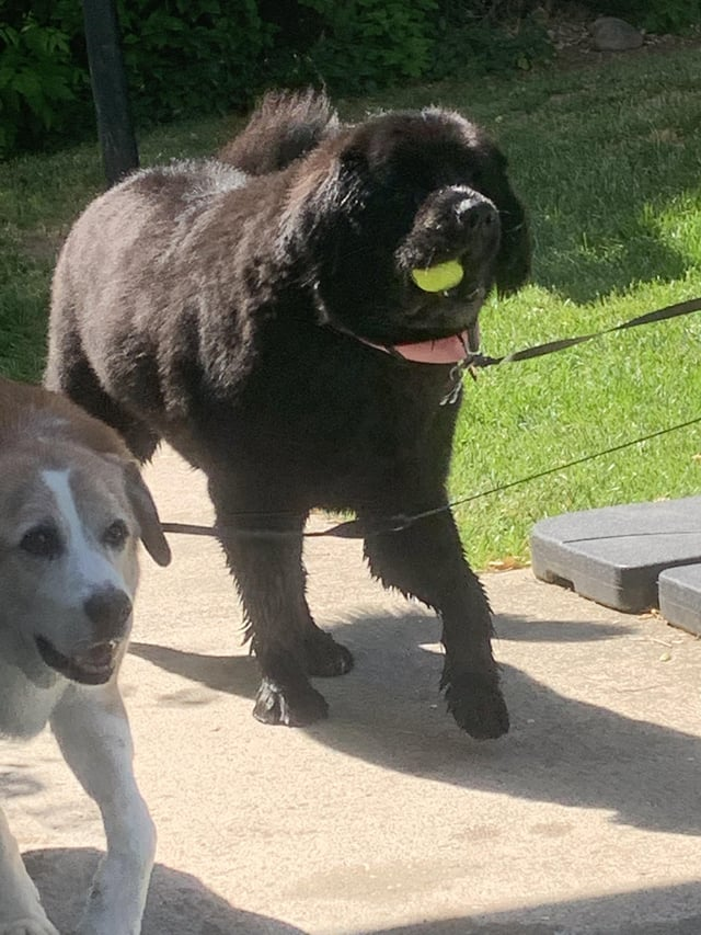 Cheezburger Image 10611888640