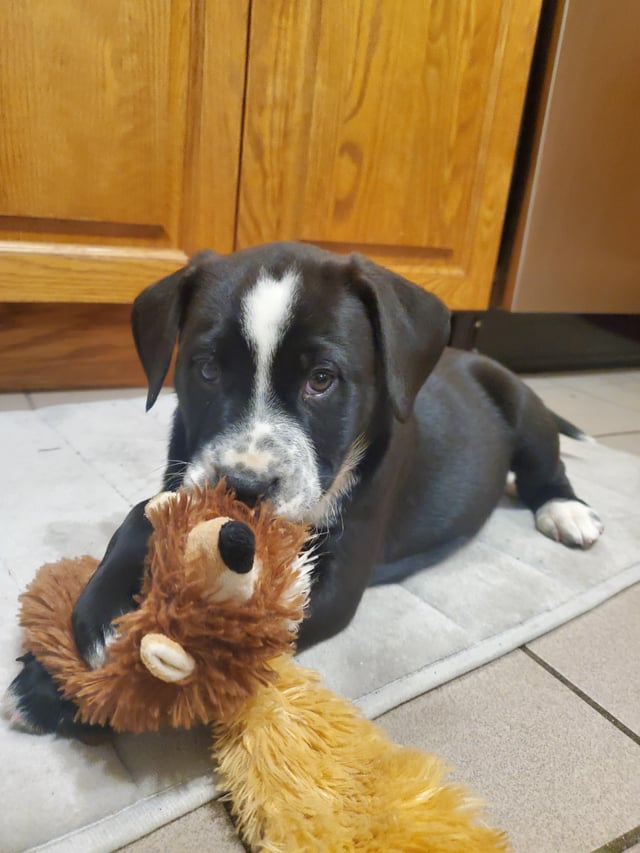 Cheezburger Image 10611889152