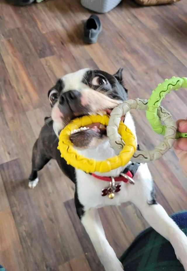 Cheezburger Image 10611889664