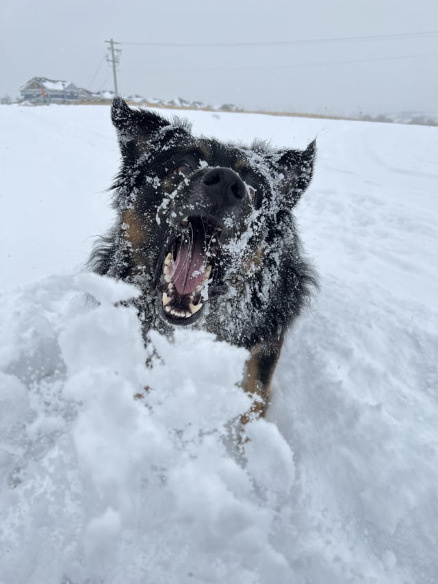 Cheezburger Image 10611890176