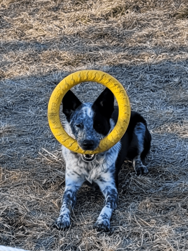 Cheezburger Image 10611890432