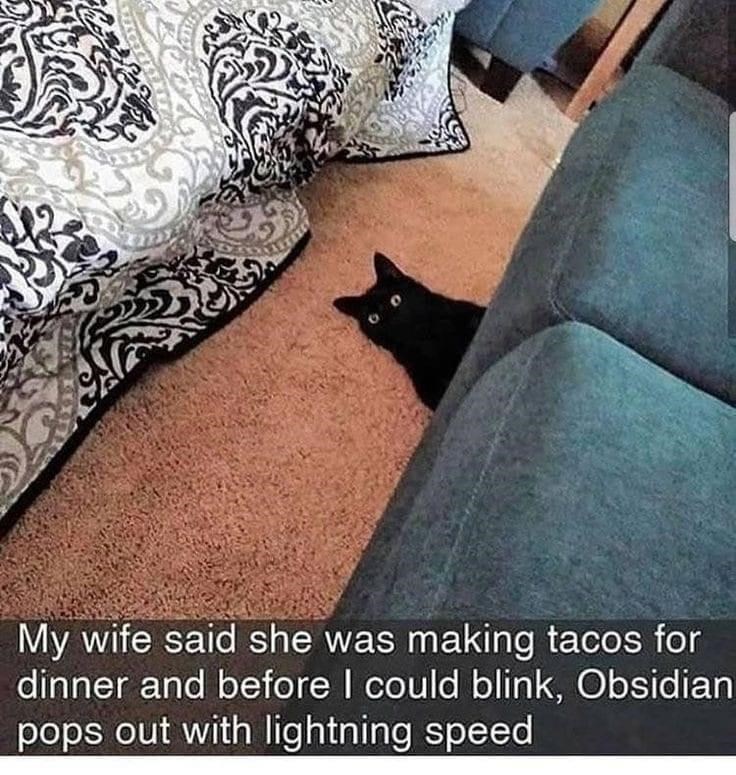My wife said she was making tacos for dinner and before I could blink, Obsidian pops out with lightning speed