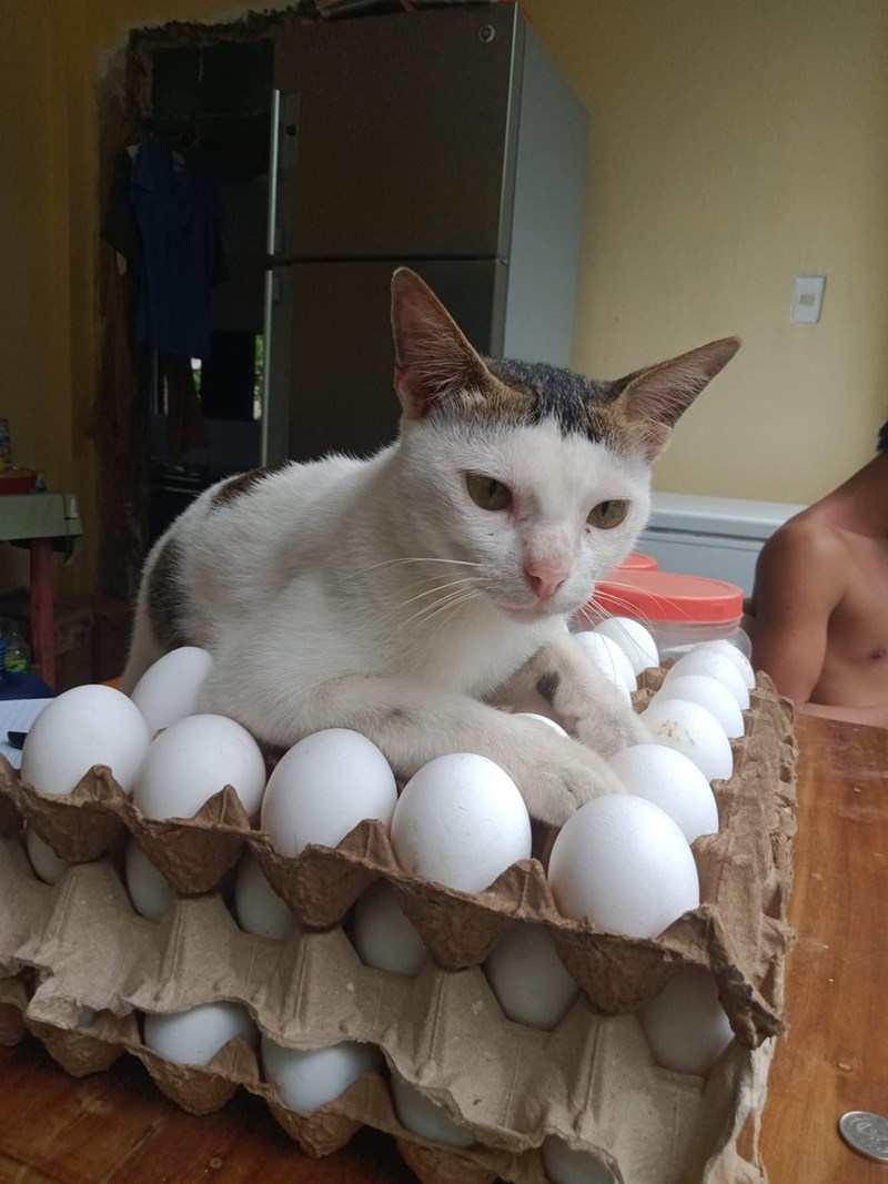 Cheezburger Image 10611892480