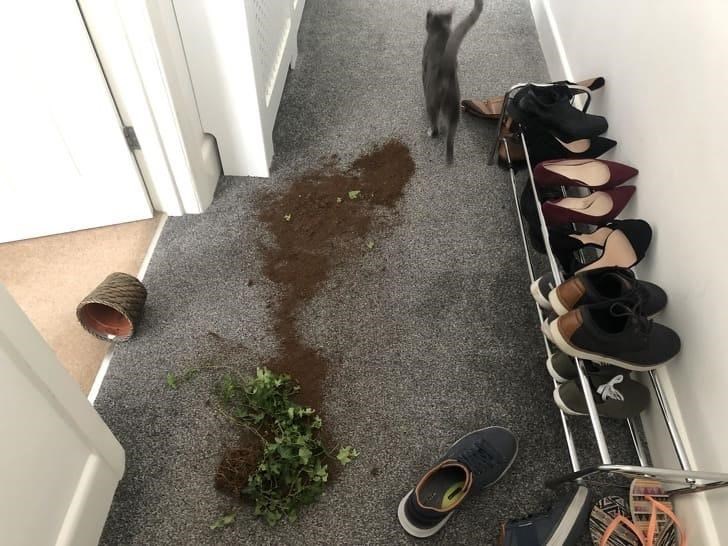 Cheezburger Image 10611893248