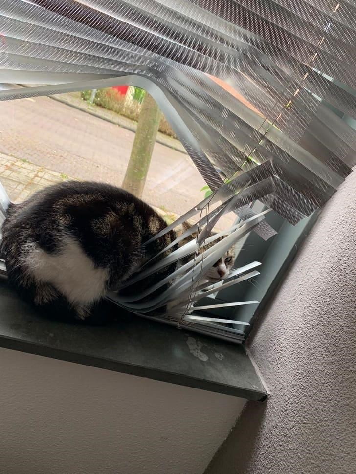 Cheezburger Image 10611893504