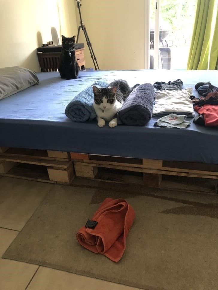 Cheezburger Image 10611894528