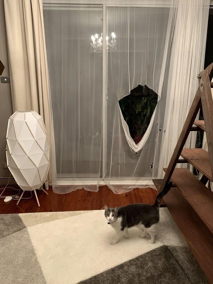 Cheezburger Image 10611894784