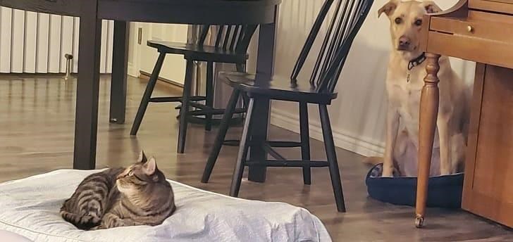 Cheezburger Image 10611896064