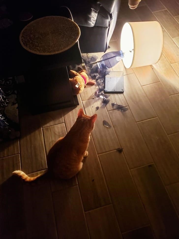 Cheezburger Image 10611896320