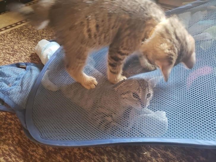 Cheezburger Image 10611896832