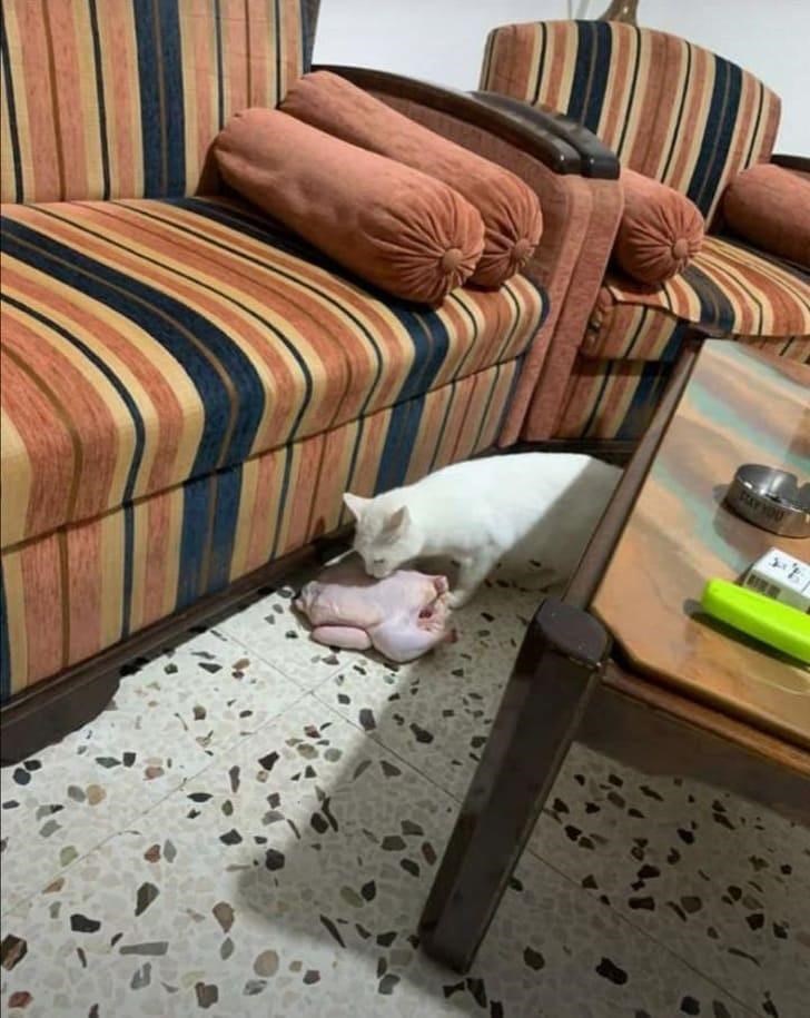 Cheezburger Image 10611897088