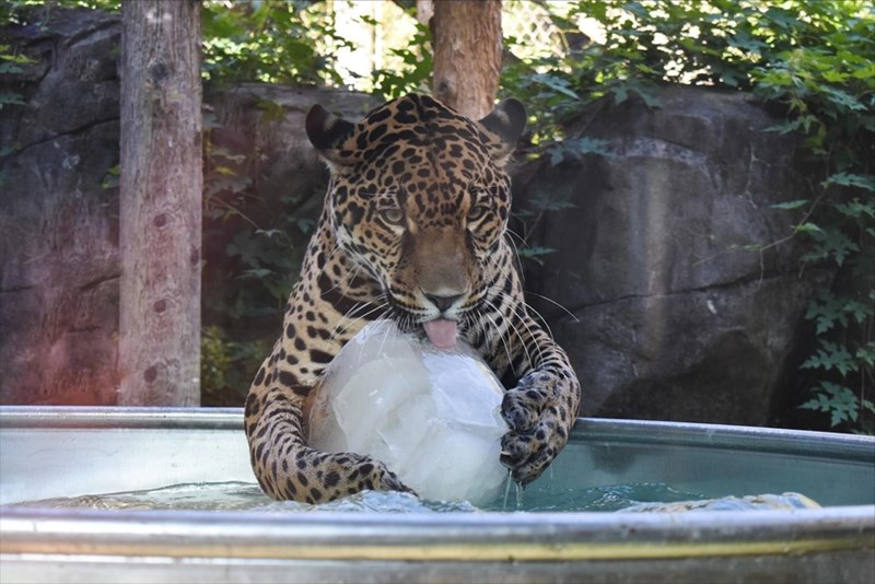 Cheezburger Image 10611897600