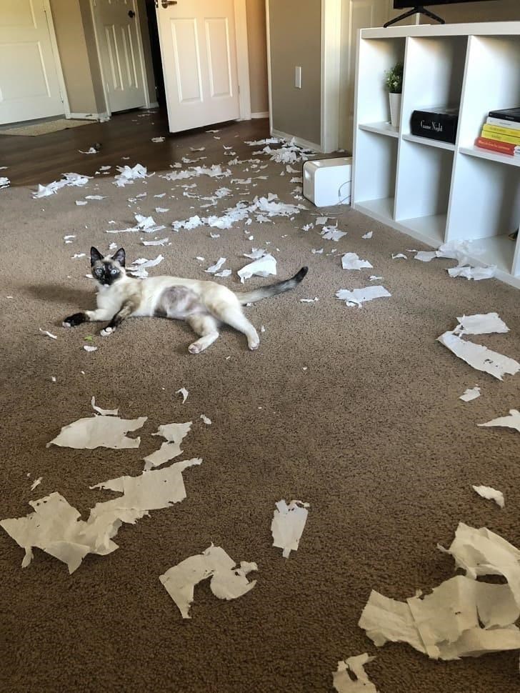 Cheezburger Image 10611897856