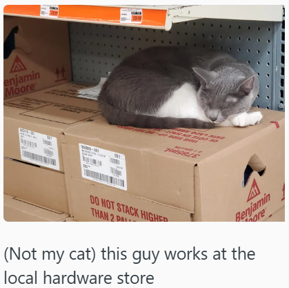 A enjamin Moore HABLE DO NOT STACK HIGHER THAN 2 DA 41 Benjamin (Not my cat) this guy works at the local hardware store ore