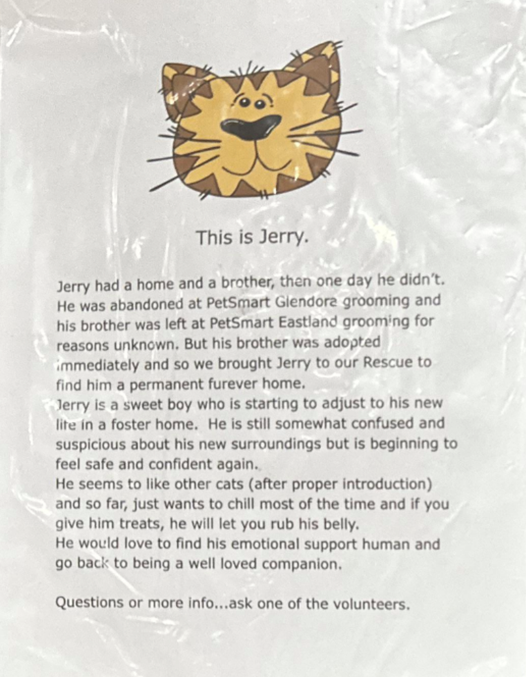 This is Jerry. Jerry had a home and a brother, then one day he didn't. He was abandoned at PetSmart Glendora grooming and his brother was left at PetSmart Eastland grooming for reasons unknown. But his brother was adopted immediately and so we brought Jerry to our Rescue to find him a permanent furever home. Jerry is a sweet boy who is starting to adjust to his new lite in a foster home. He is still somewhat confused and suspicious about his new surroundings but is beginning to feel safe and con
