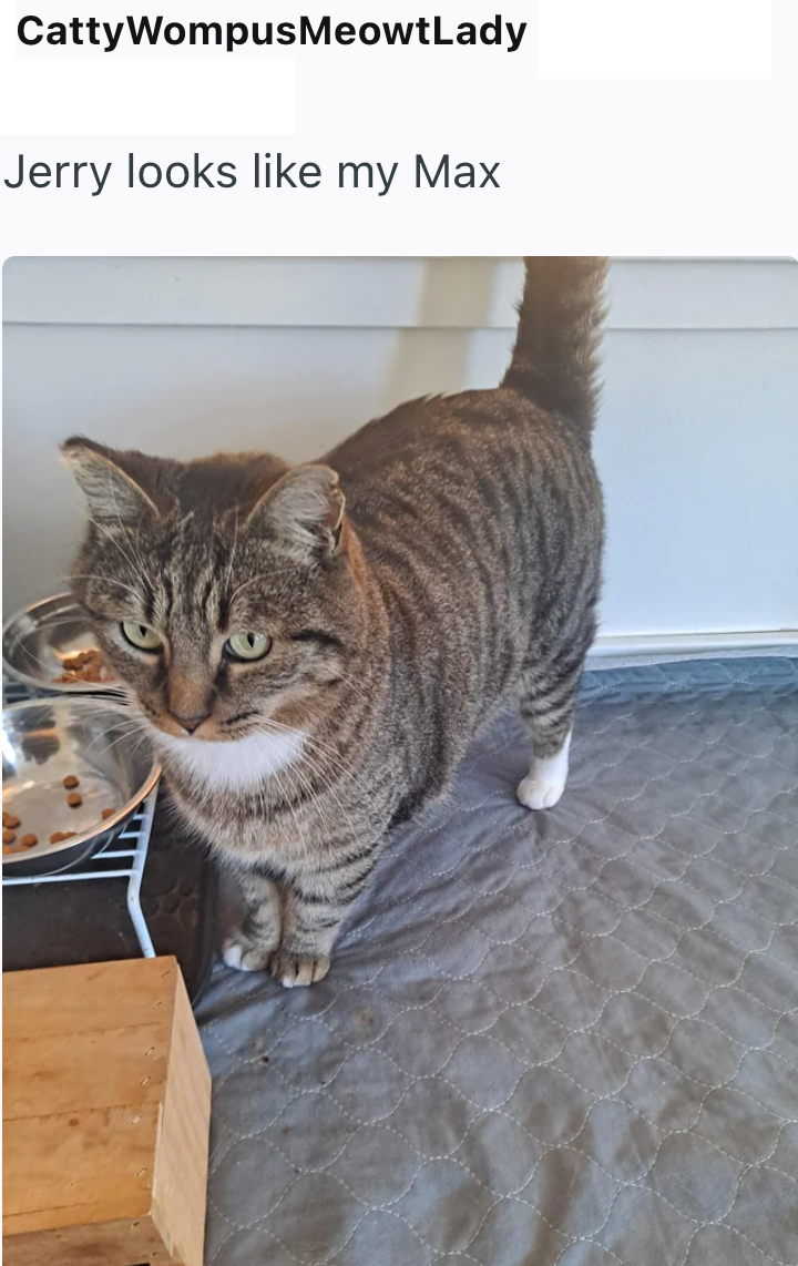 Catty WompusMeowtLady Jerry looks like my Max