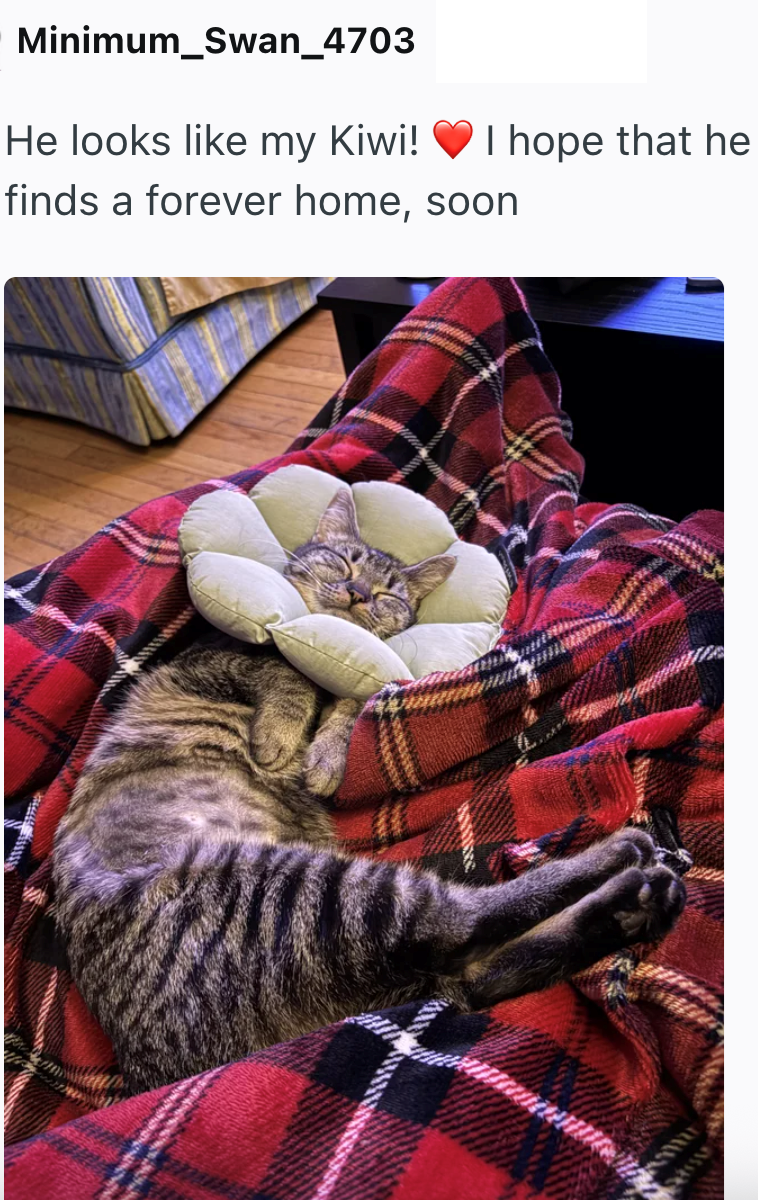 Minimum_Swan_4703 He looks like my Kiwi! I hope that he finds a forever home, soon