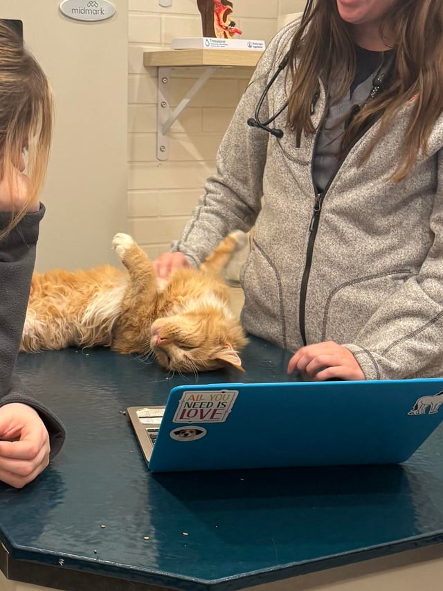 800 midmark e AIL YOU NEED IS LOVE