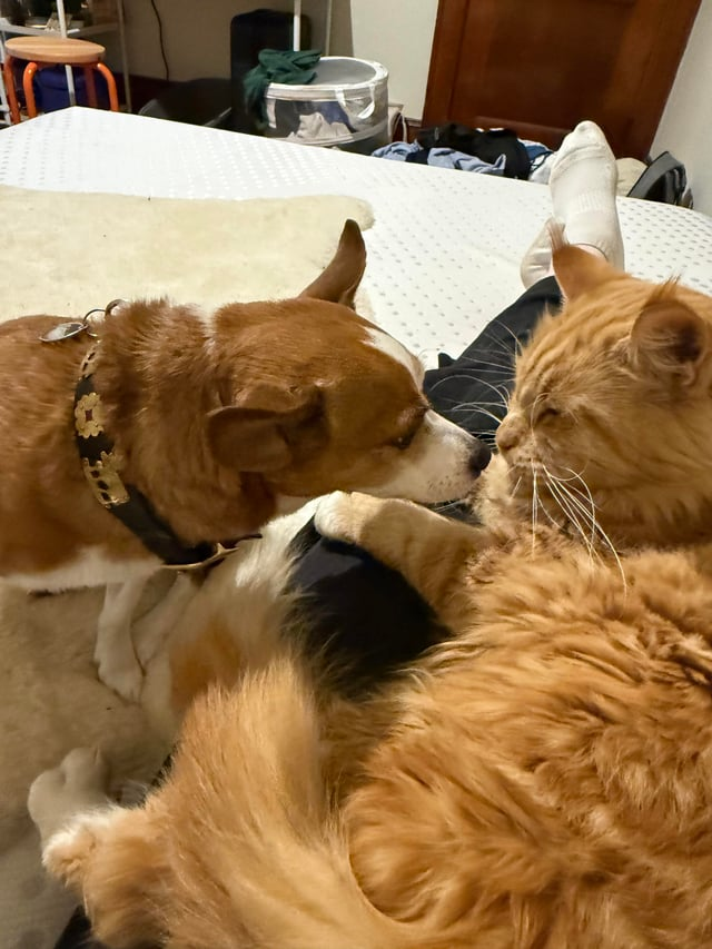 Cheezburger Image 10611910144