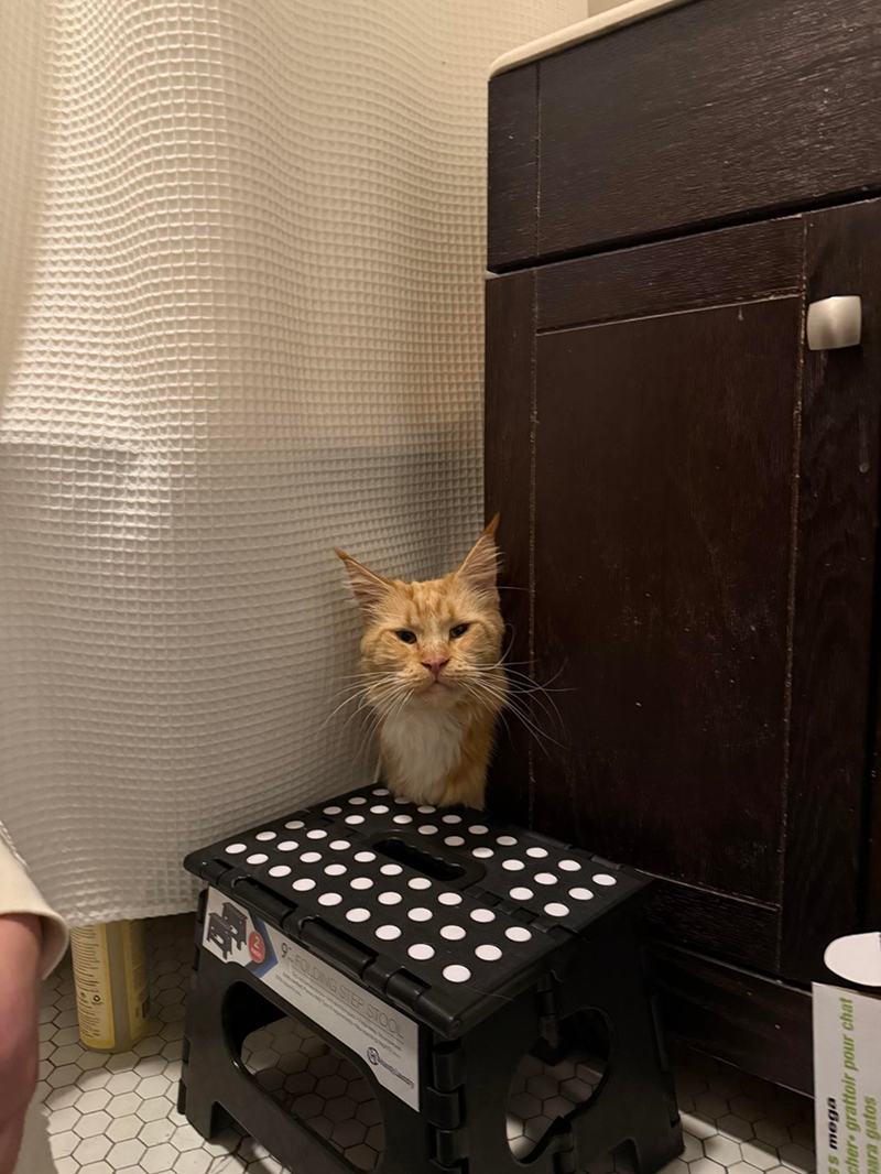 9. FOLDING STEP STOOL ES mega cher grattoir pour chat ara gatos