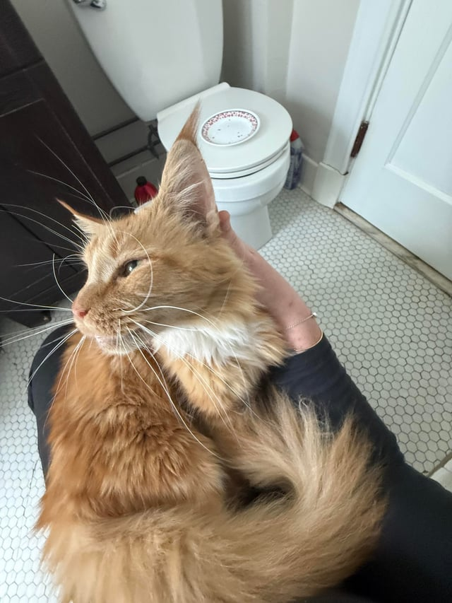 Cheezburger Image 10611911168