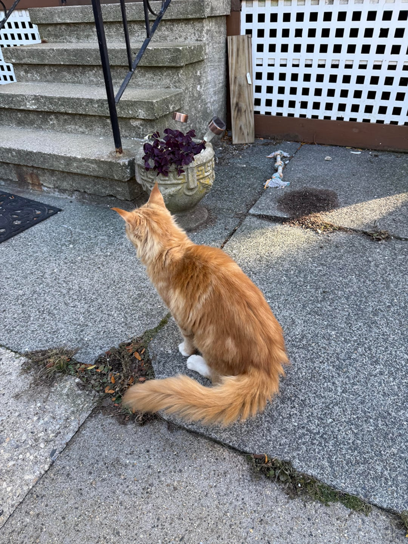 Cheezburger Image 10611911424