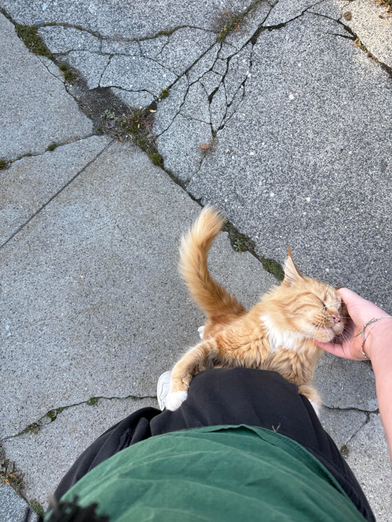 Cheezburger Image 10611911680