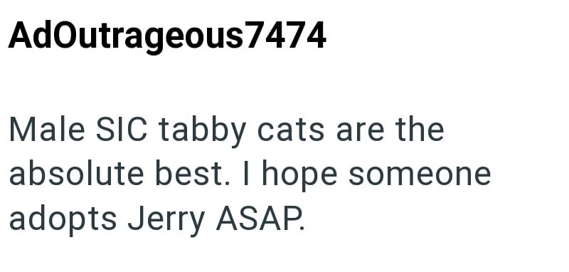 AdOutrageous7474 Male SIC tabby cats are the absolute best. I hope someone adopts Jerry ASAP.