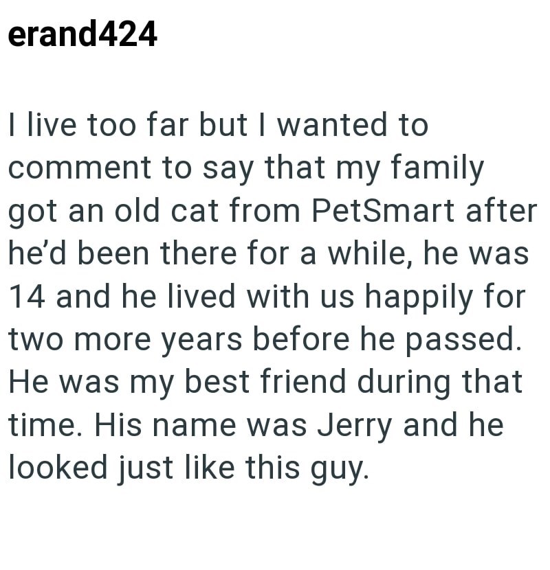 erand424 I live too far but I wanted to comment to say that my family got an old cat from PetSmart after he'd been there for a while, he was 14 and he lived with us happily for two more years before he passed. He was my best friend during that time. His name was Jerry and he looked just like this guy.