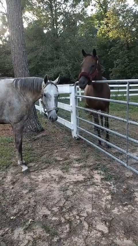 Cheezburger Image 10611932160