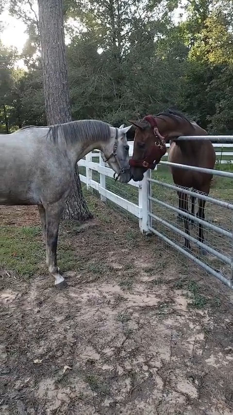 Cheezburger Image 10611932672