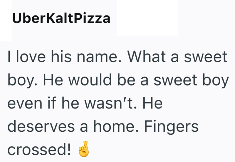 UberKaltPizza I love his name. What a sweet boy. He would be a sweet boy even if he wasn't. He deserves a home. Fingers crossed!